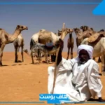 الرزقي وش يرجع، أصل الرزقي من وين وفروع العائلة