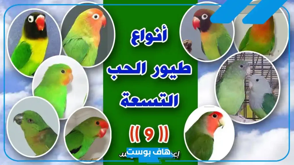 انواع طيور الحب كاملة.. فوائد تربية طيور الحب في المنزل وأضرارها