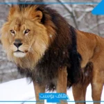 300 من أسماء الأسد كلها.. اسماء الأسد في القران الكريم