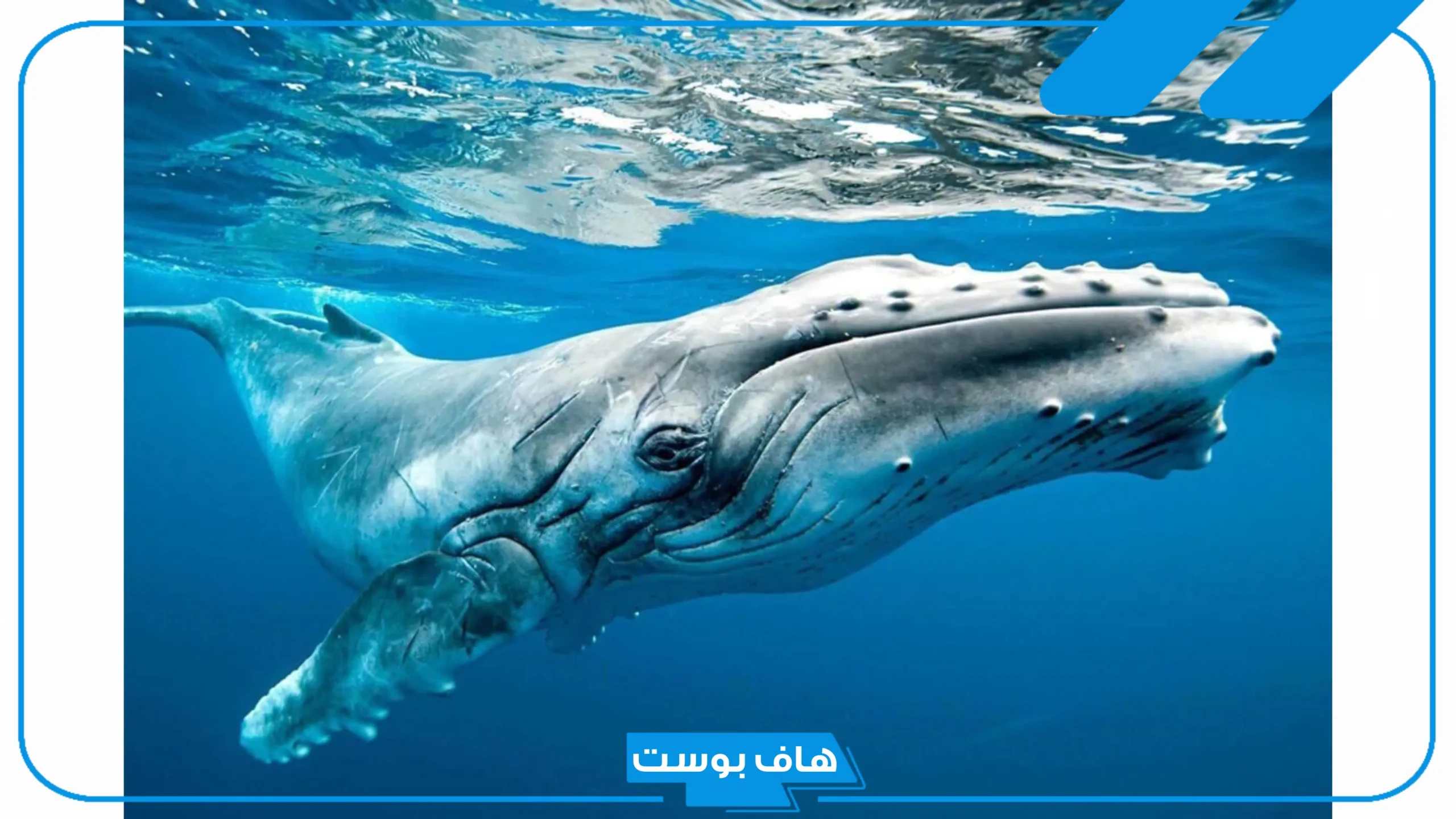 تفسير حلم رؤية الحوت في المنام للرجل والمرأة العزباء والمتزوجة