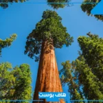 ما معنى سكويا وما أصلها؟ استخدامات سكويا