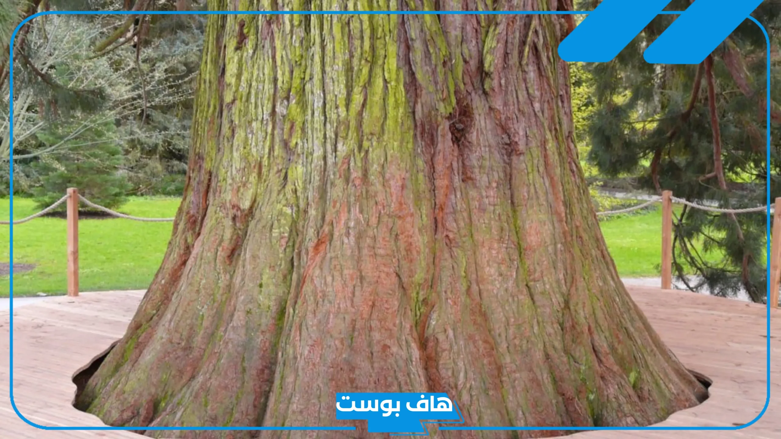 ما معنى سكويا وما أصلها؟ استخدامات سكويا