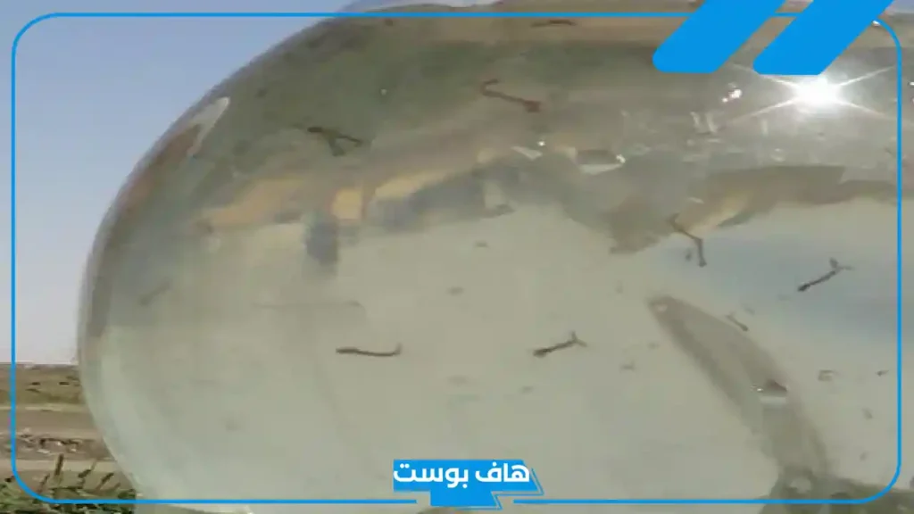 تفسير رؤية ماء به دود في المنام للمرأة المتزوجة والعزباء لابن سيرين