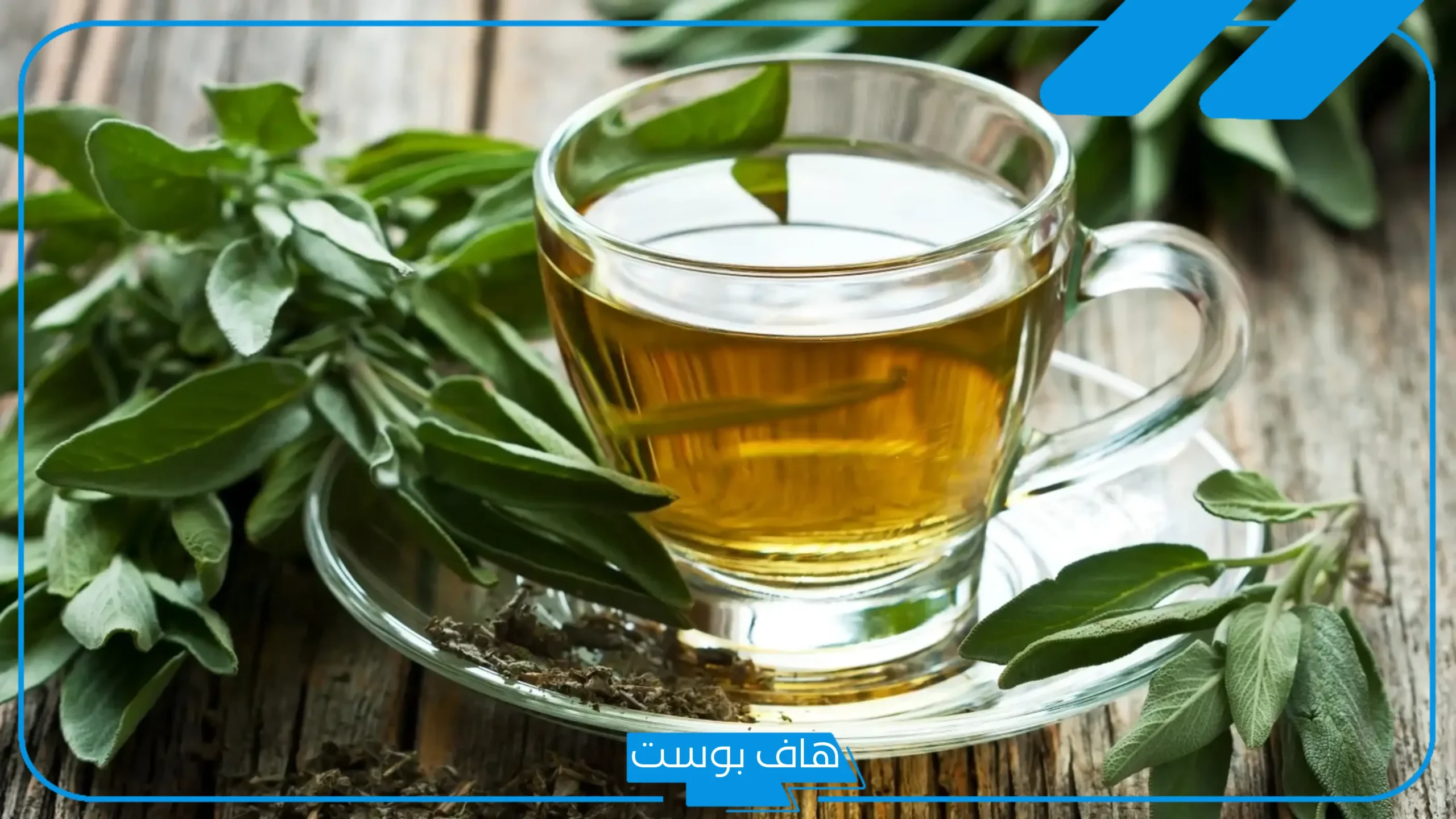 تجربتي مع الميرمية للحمل بتوأم، فوائد الميرمية للحمل بتوأم ذكور تجربتي مع الميرمية للحمل بتوأم، فوائد الميرمية للحمل بتوأم ذكور