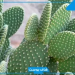 تفسير حلم رؤية نبات الصبار في المنام لابن سيرين