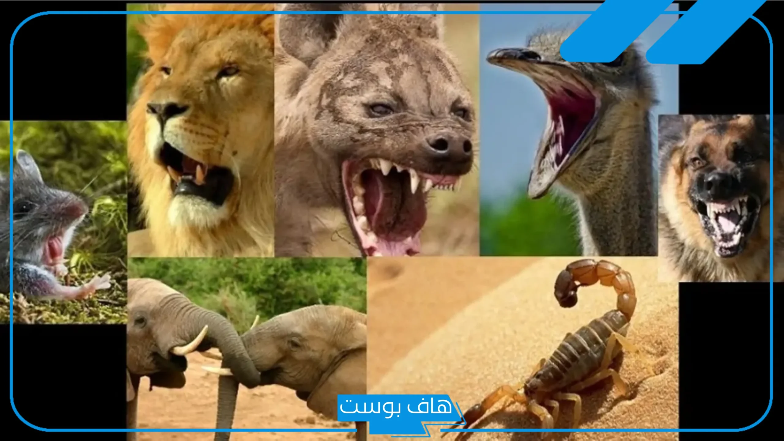 أسماء الحيوانات بالعربي والإنجليزي من 8 حروف مميزة 2025