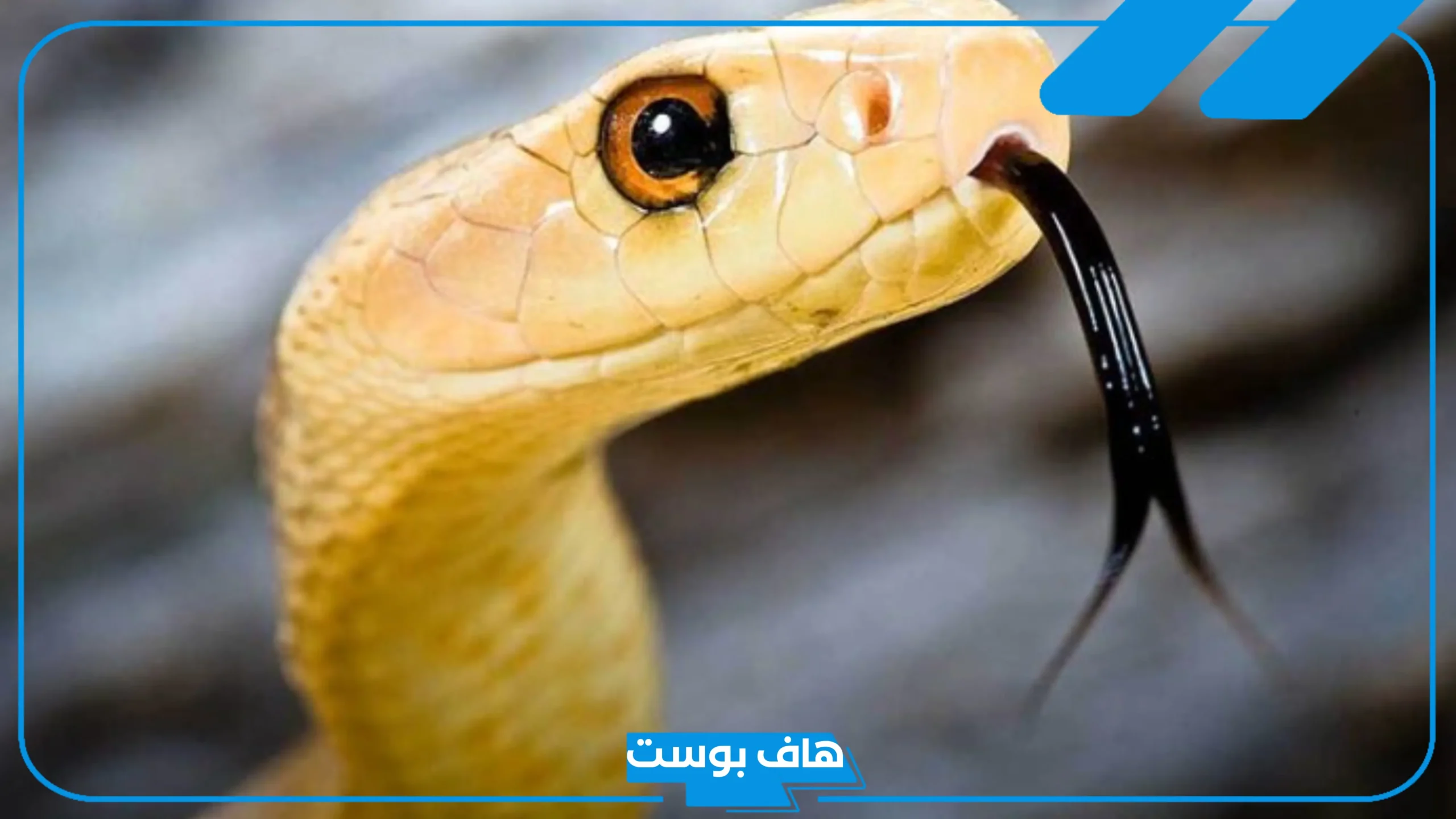 تفسير حلم رؤية اختفاء الثعبان في المنام للعزباء والمتزوجة والمطلقة لابن سيرين