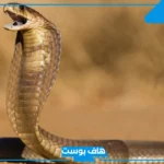 تفسير حلم رؤية اختفاء الثعبان في المنام للعزباء والمتزوجة والمطلقة لابن سيرين