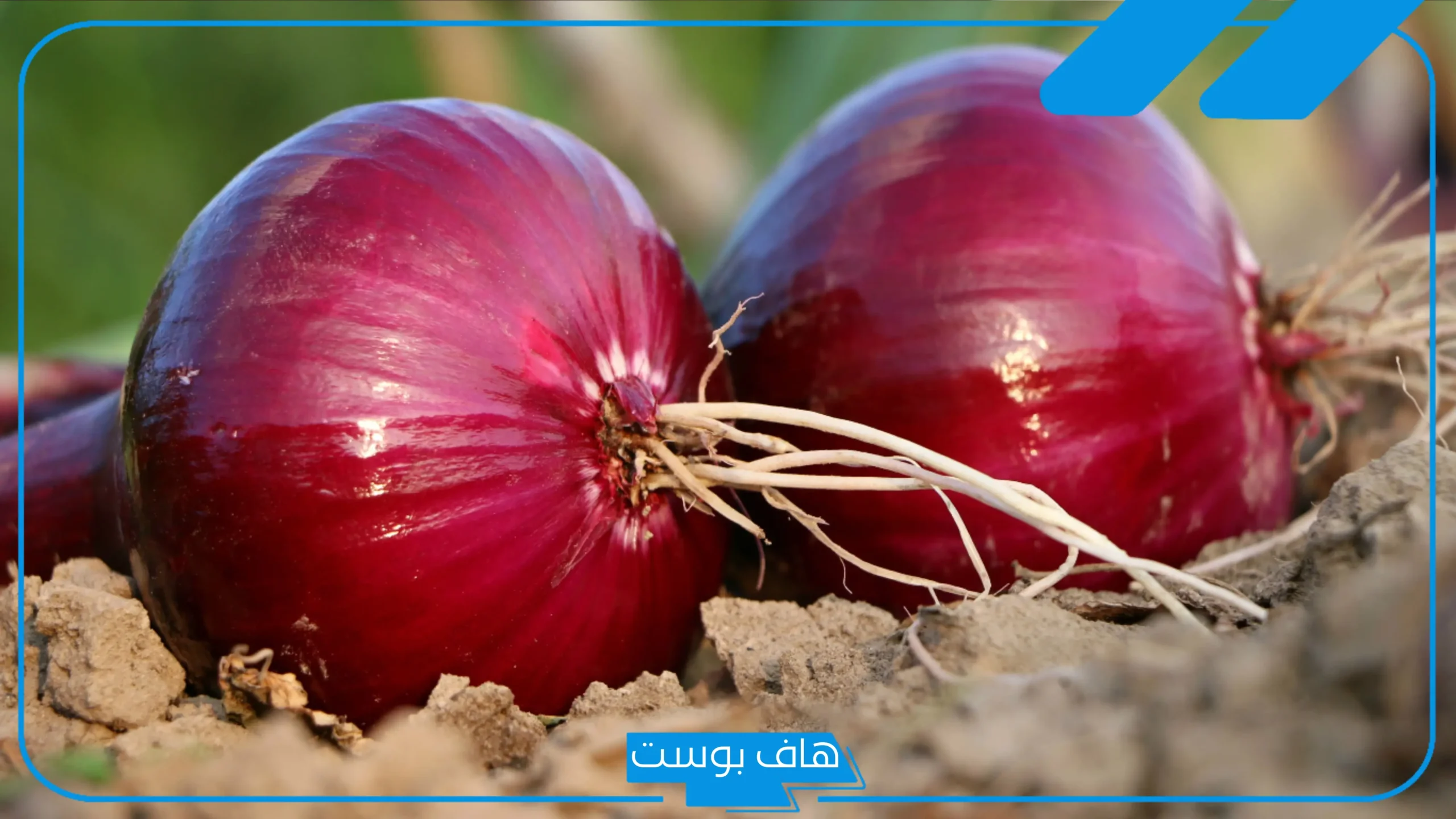 تفسير حلم البصل في المنام للرجل والمتزوجة والعزباء لابن سيرين