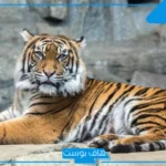 تفسير حلم نمر يلاحقني في البيت للحامل والعزباء والمتزوجة لابن سيرين