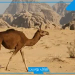 الزبيدي وش يرجع، نسب وأصل وفروع عائلة الزبيدي