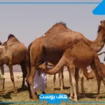 العريفي وش يرجعون.. فروع وفخوذ قبيلة العريفي ومناطق انتشارها
