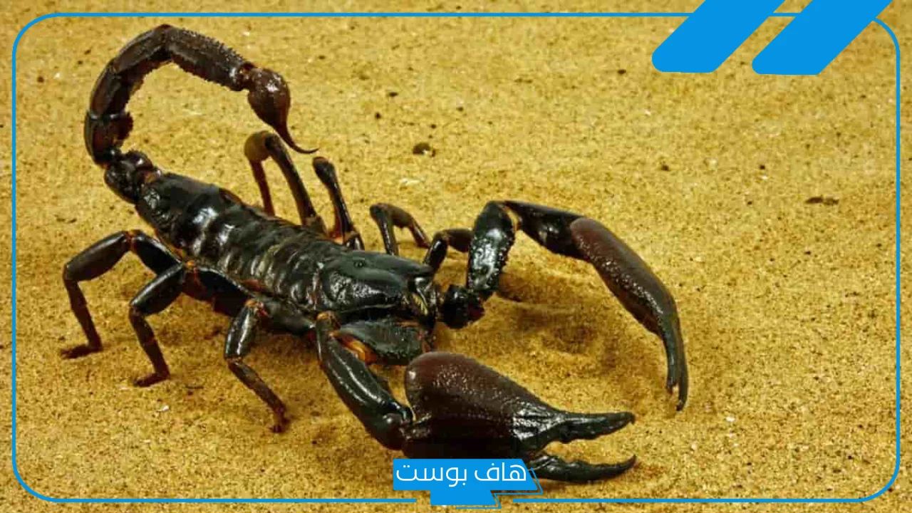 تفسير حلم العقرب السوداء وقتلها للمرأة العزباء والمتزوجة في المنام
