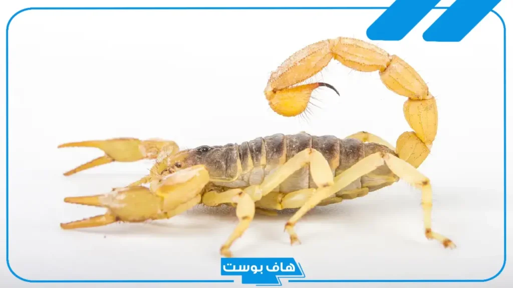 تفسير حلم العقرب في البيت في المنام للعزباء والمتزوجة لابن سيرين