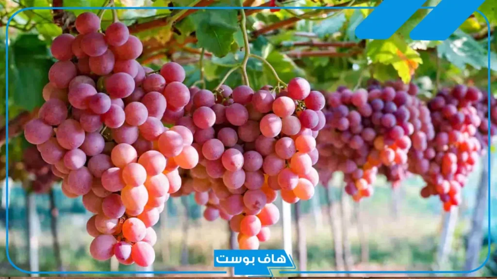 تفسير رؤية العنب الاحمر في المنام للرجل والمرأة المتزوجة لابن سيرين