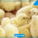 تفسير رؤية الكتاكيت في المنام للرجل المتزوج والعزباء لابن سيرين