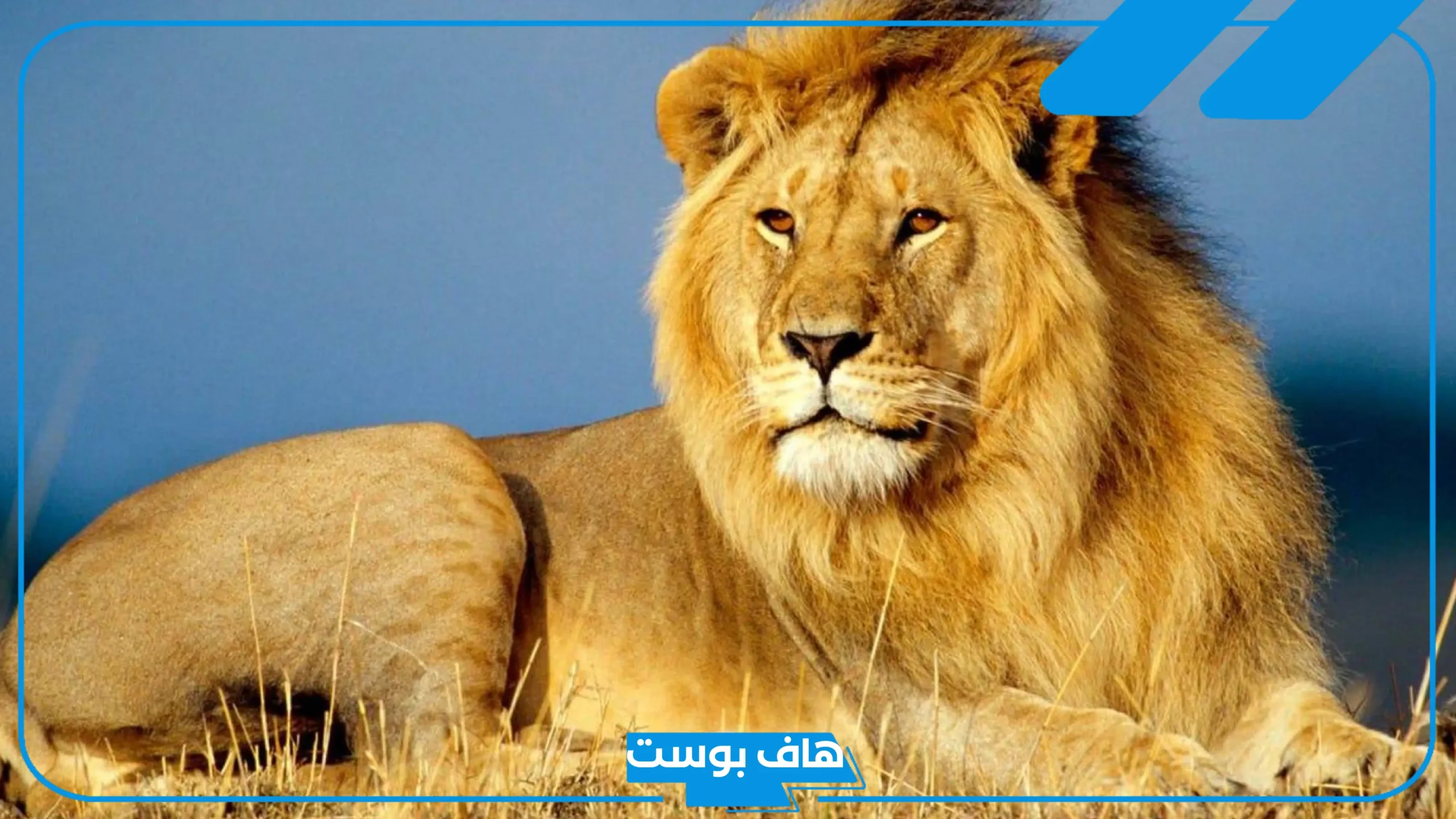 تفسير حلم الاسد في المنام للرجل والمرأة والخوف منه لكبار العلماء تفسير حلم الاسد في المنام للرجل والمرأة والخوف منه لكبار العلماء