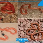 تفسير حلم الثعبان الصغير في المنام للعزباء والمتزوجة والرجل لابن سيرين