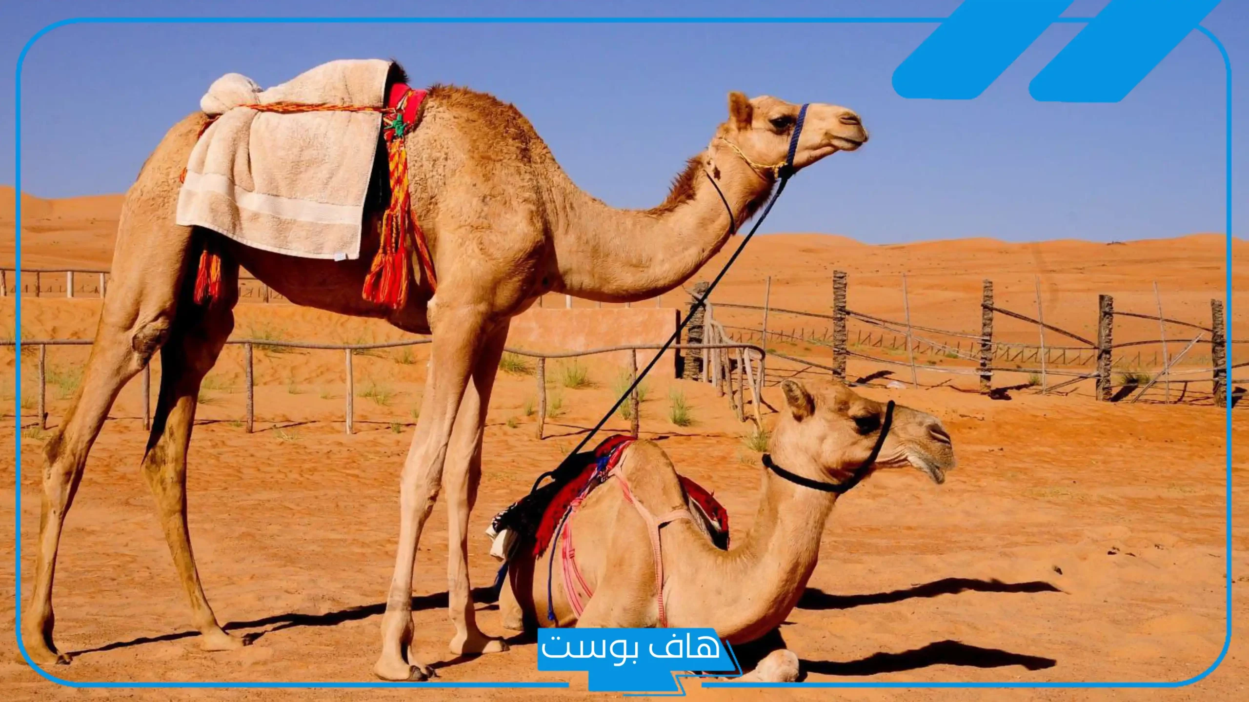 تفسير حلم الجمل الصغير في المنزل لابن شاهين وابن سيرين والنابلسي