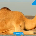 تفسير حلم الجمل الصغير في المنزل لابن شاهين وابن سيرين والنابلسي