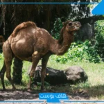 تفسير حلم الجمل في المنام لكبار العلماء يلاحقني للمتزوجة والعزباء