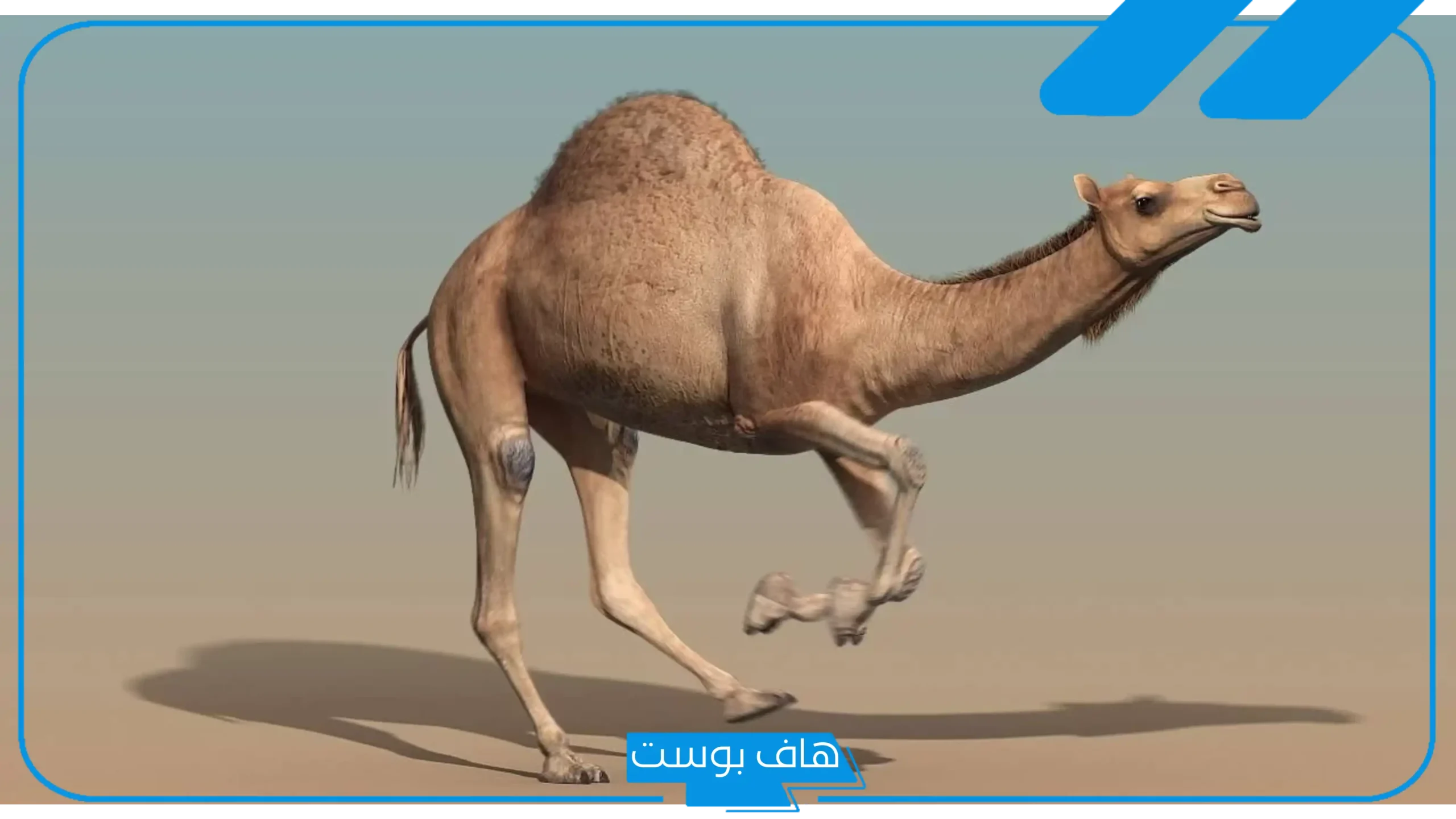 تفسير حلم الجمل في المنام لكبار العلماء يلاحقني للمتزوجة والعزباء