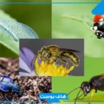 تفسير حلم الحشرات في المنام لابن سيرين داخل المنزل للرجل والمرأة