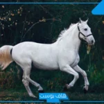 تفسير حلم الحصان في المنام لابن سيرين للعزباء والمتزوجة ورمزه