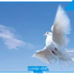 تفسير حلم الحمام الأبيض في المنام لابن سيرين للرجل والمتزوجة