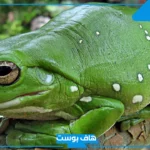 تفسير حلم الضفدع الأخضر في البيت للرجل والمرأة في المنام لابن سيرين