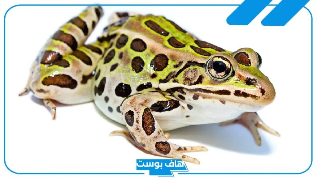 تفسير حلم الضفدع الأخضر في البيت للرجل والمرأة في المنام لابن سيرين
