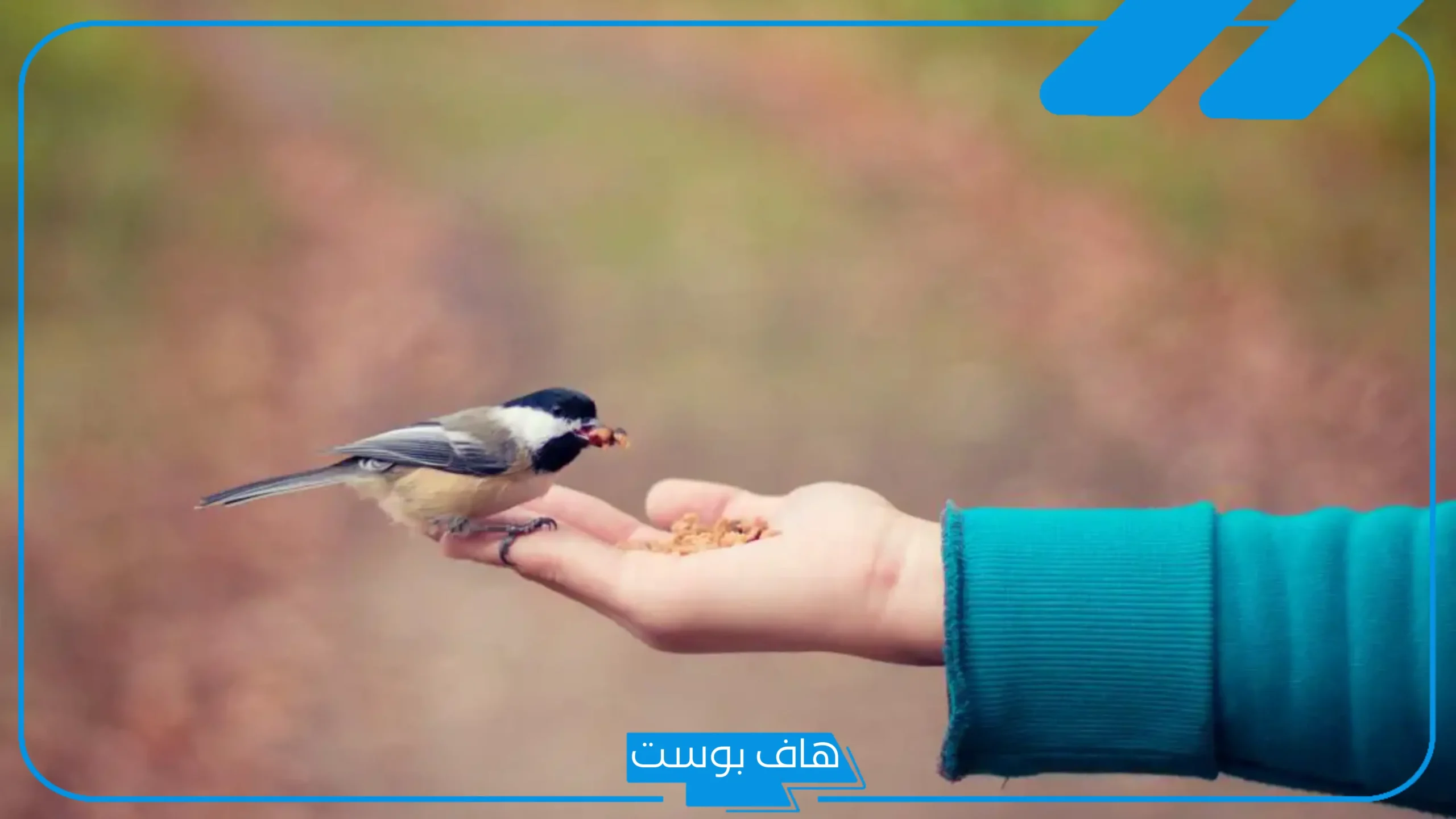 تفسير حلم العصفور في اليد للعزباء والمتزوجة والحامل لابن سيرين