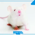 تفسير الحلم بفأر ابيض في المنام للمتزوجة والعزباء وقتله