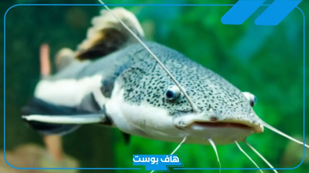 تفسير حلم القراميط في المنام للعزباء والمتزوجة والرجل وصيده لابن سيرين