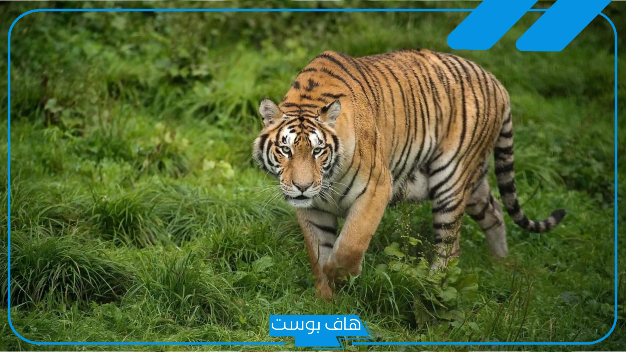 تفسير حلم نمر يلاحقني في البيت للحامل والعزباء والمتزوجة لابن سيرين