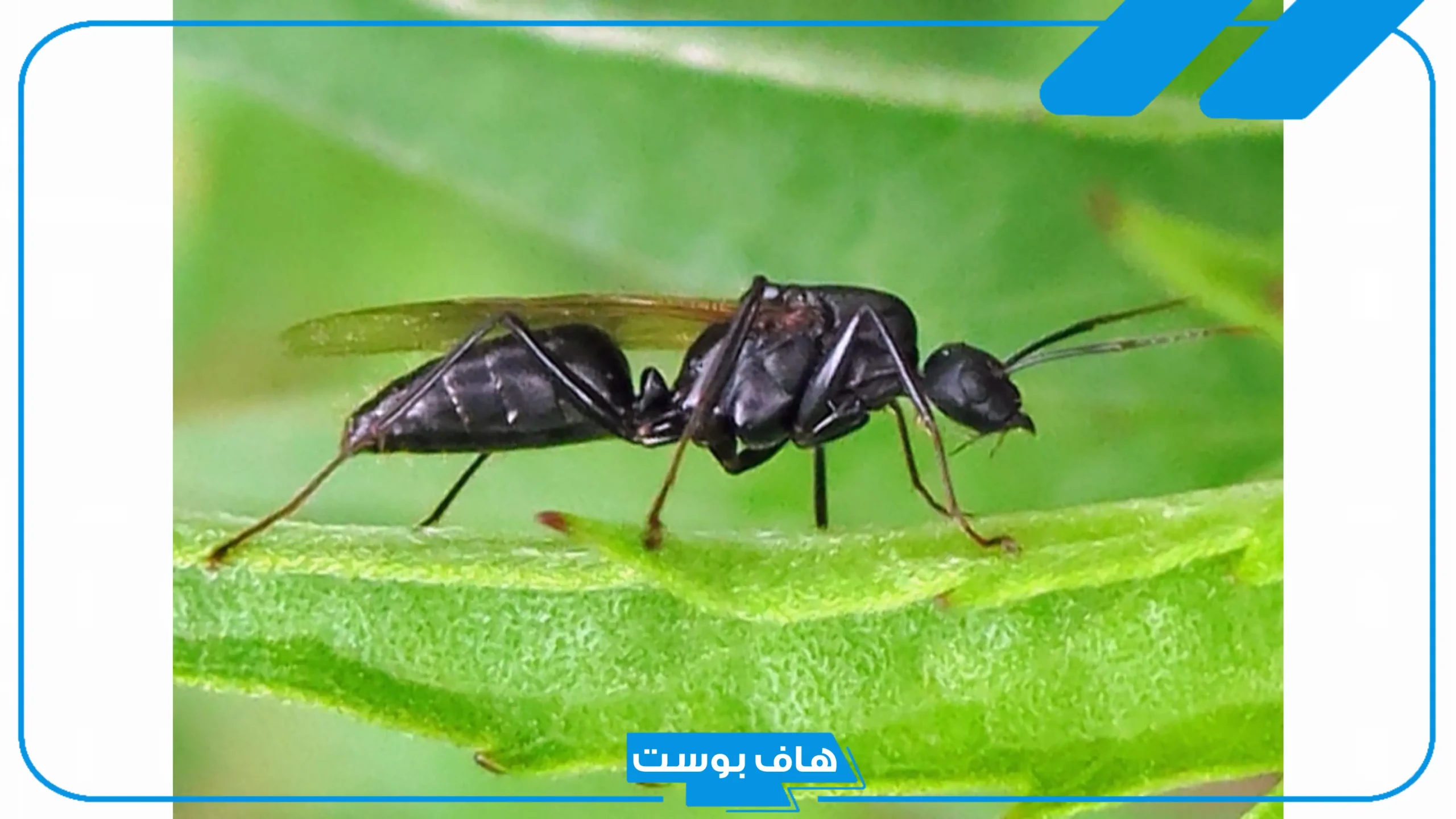 تفسير حلم رؤية النمل الاسود في المنام يمشي على الجسم للمطلقة والعزباء