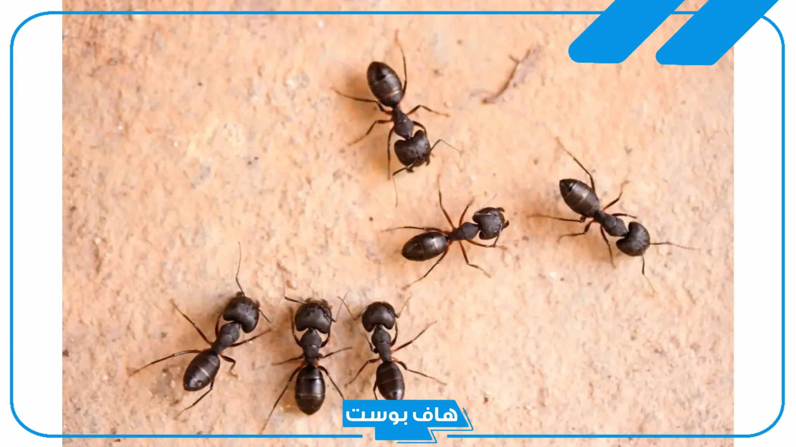 تفسير حلم النمل في البيت للعزباء والمتزوجة في المنام ورؤيته لابن سيرين
