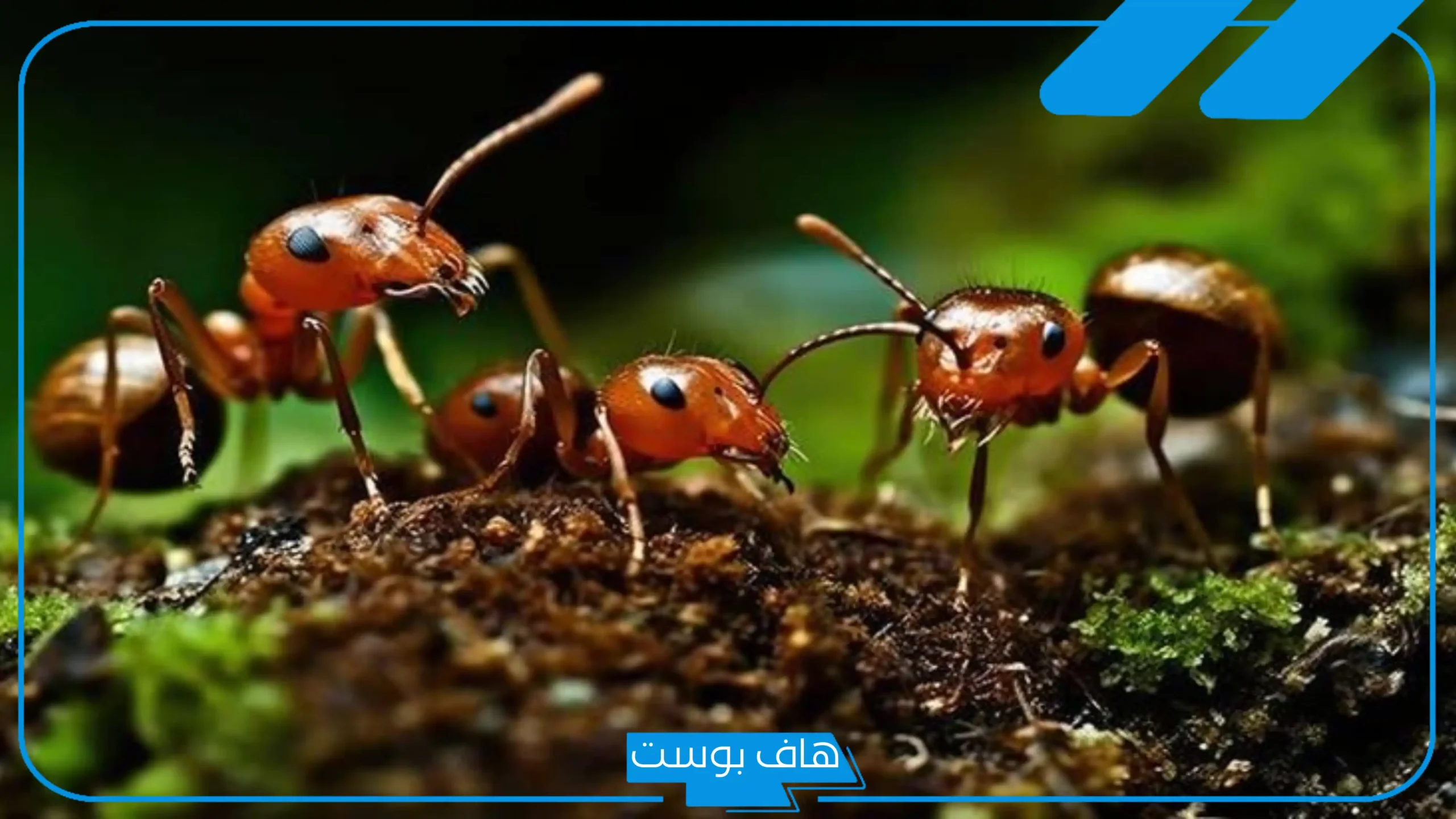 تفسير حلم نمل يمشي على جسمي للرجل والعزباء في المنام لابن سيرين