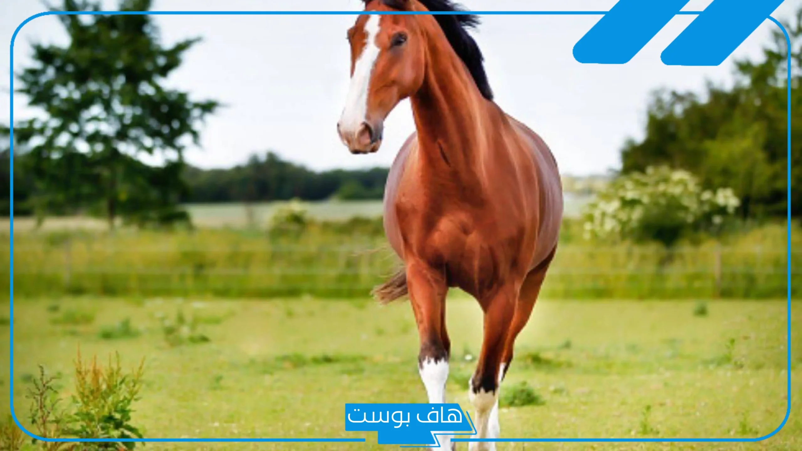 تفسير حلم الحصان في المنام لابن سيرين للعزباء والمتزوجة ورمزه