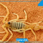 تفسير حلم العقرب الصفراء وقتلها في المنام للرجل المتزوج والمرأة