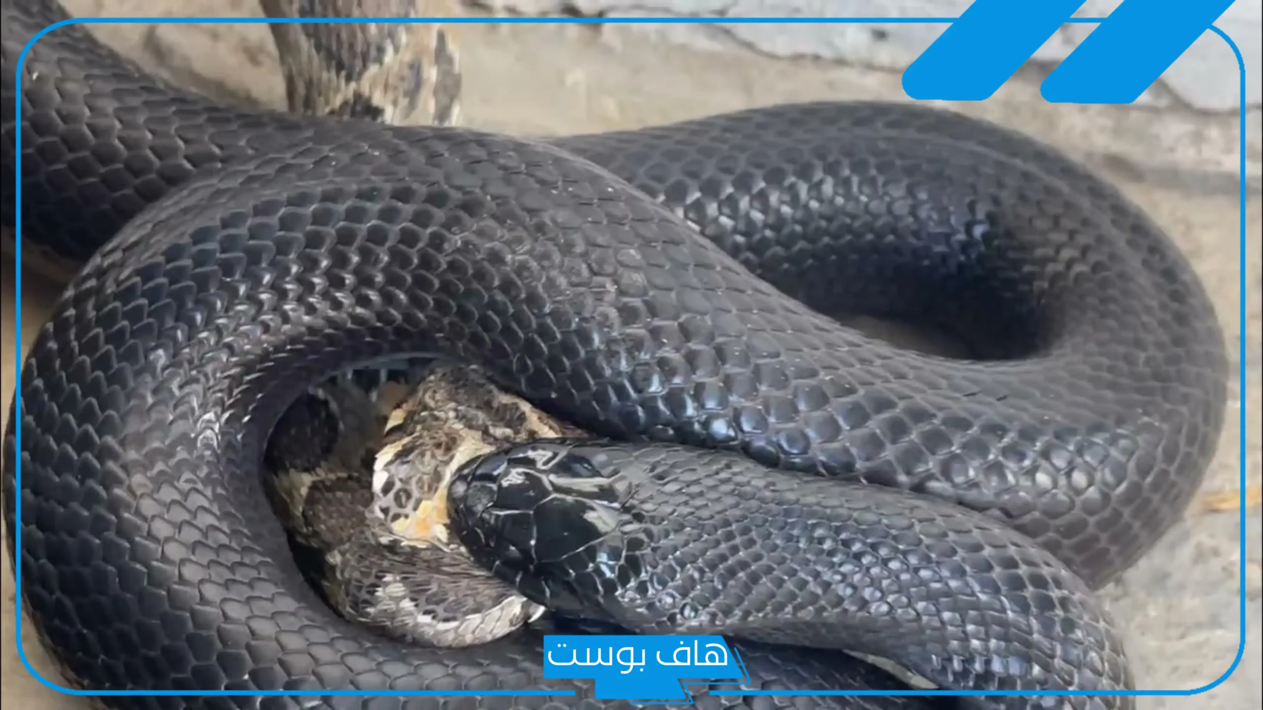تفسير حلم قرص الثعبان في المنام ولدغته بدون ألم للمتزوجة والعزباء