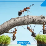 تفسير حلم النمل في البيت للعزباء والمتزوجة في المنام ورؤيته لابن سيرين