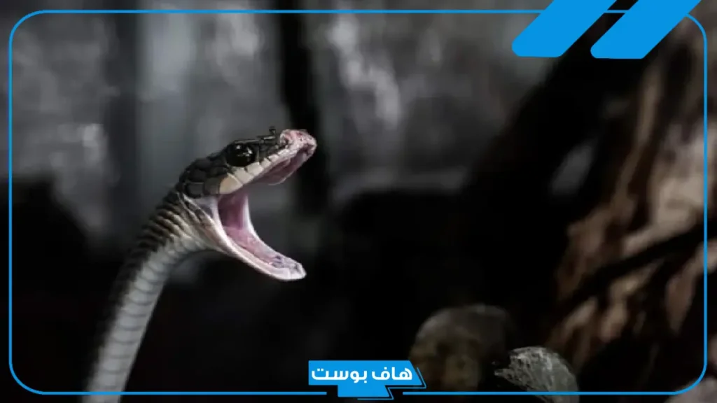 تفسير حلم لدغة الثعبان في القدم للمتزوجه في المنام لابن سيرين