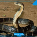 تفسير حلم قرص الثعبان في المنام ولدغته بدون ألم للمتزوجة والعزباء