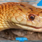 تفسير حلم مسك الثعبان باليد من رأسه وقتله في المنام للرجل والمرأة لابن سيرين