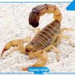 تفسير حلم العقرب في البيت في المنام للعزباء والمتزوجة لابن سيرين