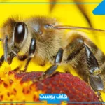 تفسير رؤية النحل في المنام للرجل والعزباء والمتزوجة لابن سيرين