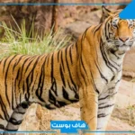 هل النمر في المنام بشارة خير؟ تفسير حلم النمر في المنام للمتزوجة
