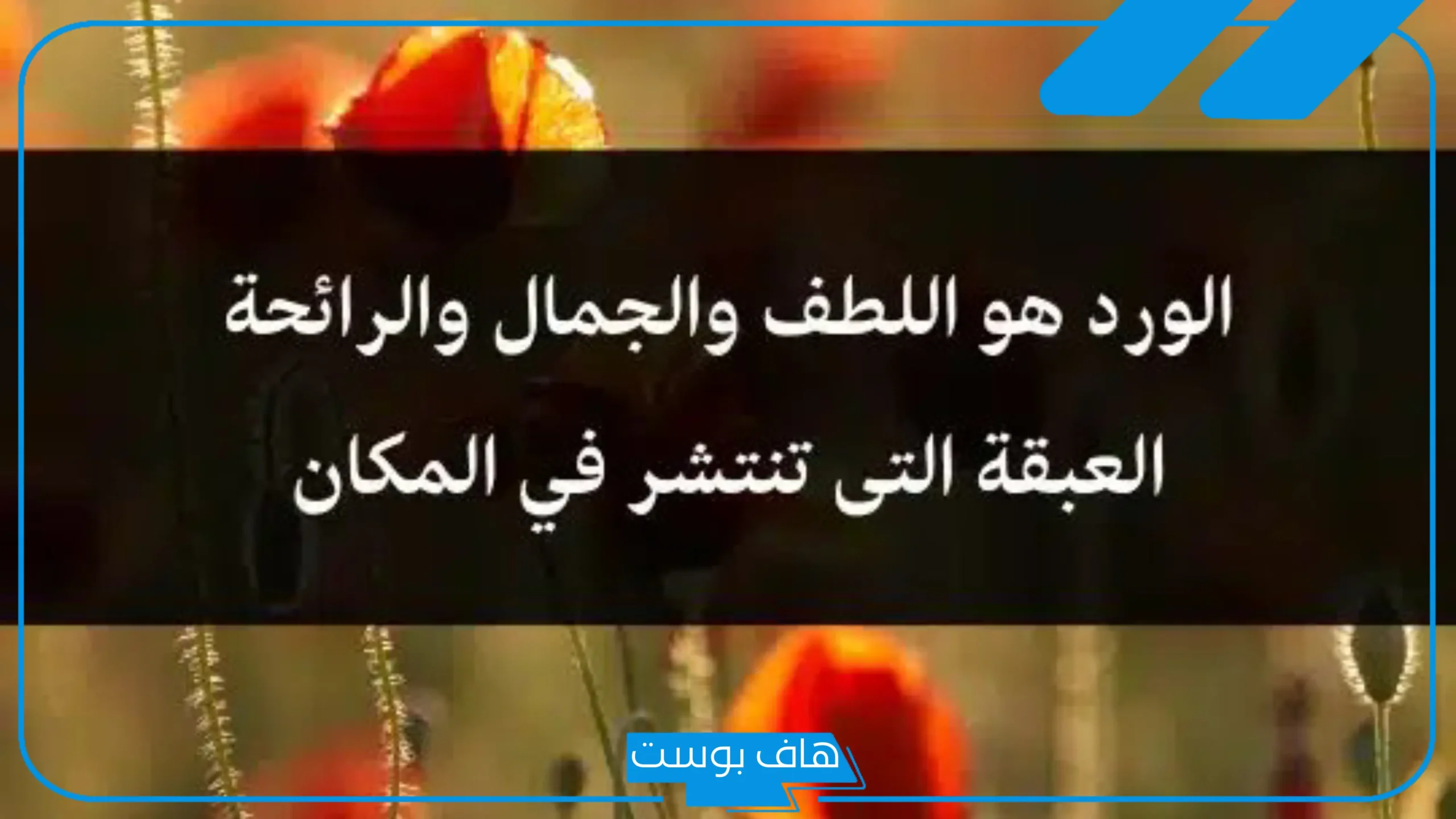 أجمل كلمات عن الورد الأحمر والأبيض رومانسية تويتر.. عبارات جميلة عن الورد بالإنجليزي
