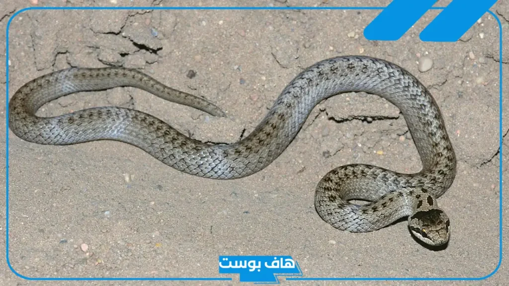 تفسير حلم الثعبان الصغير في المنام للعزباء والمتزوجة والرجل لابن سيرين